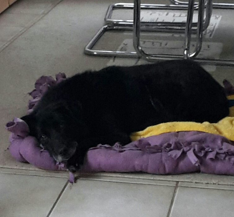 Labri Pfotenfreunde Rumänien