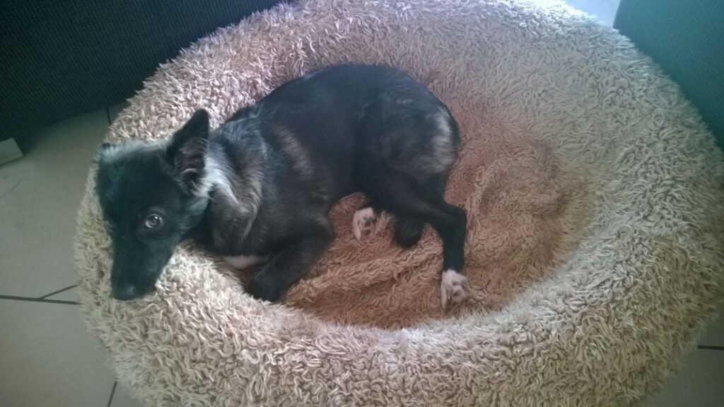 Lani Pfotenfreunde Rumänien