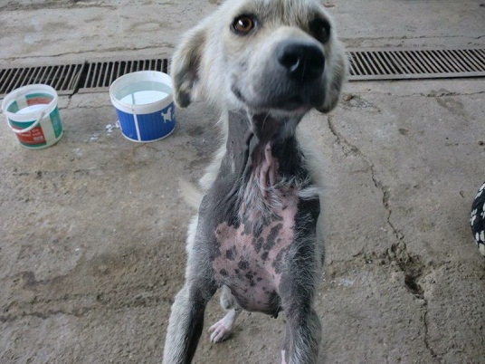 Püppi Pfotenfreunde Rumänien