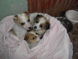 SAMSUNG DIGITAL CAMERA